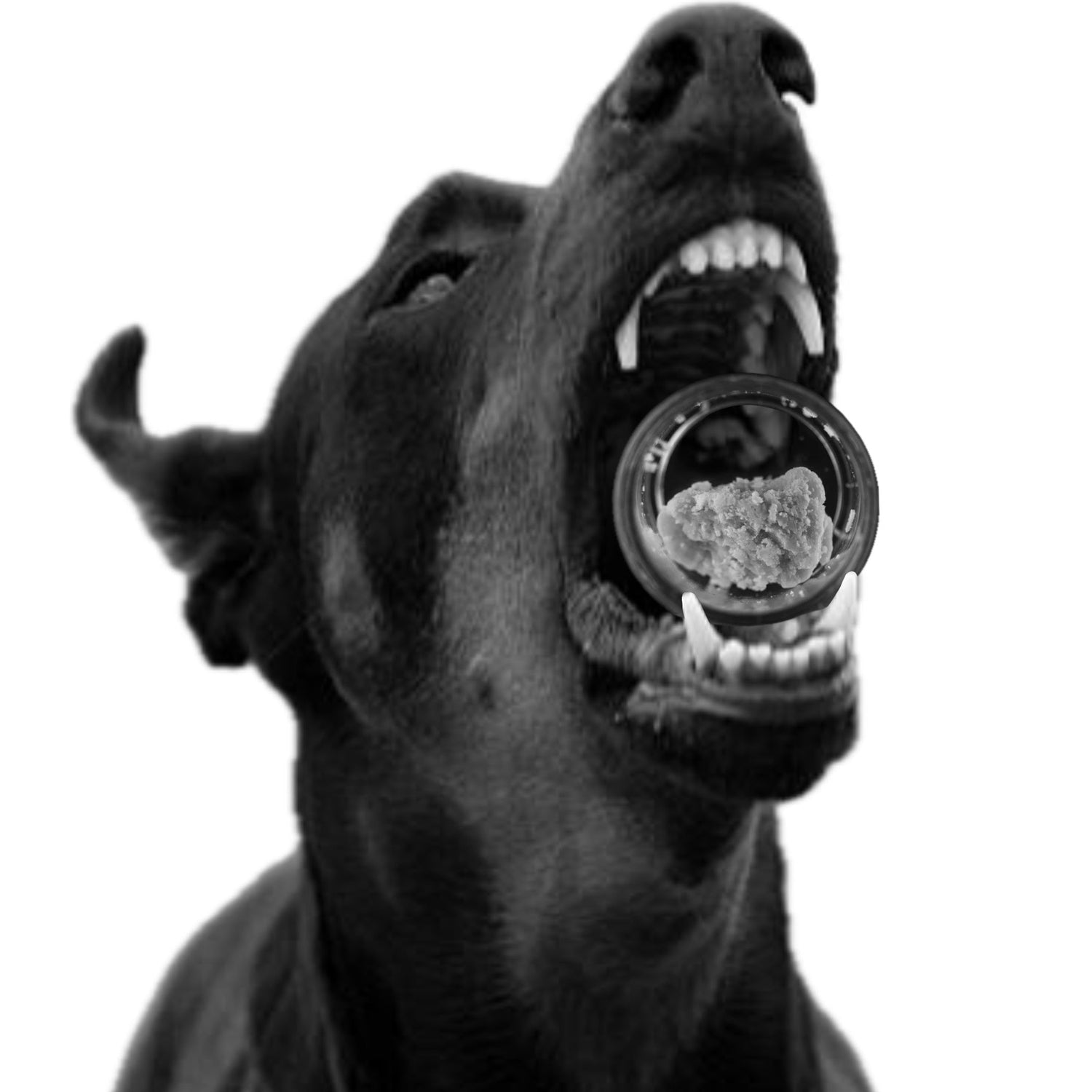 DOGZRS Extracts 🟡