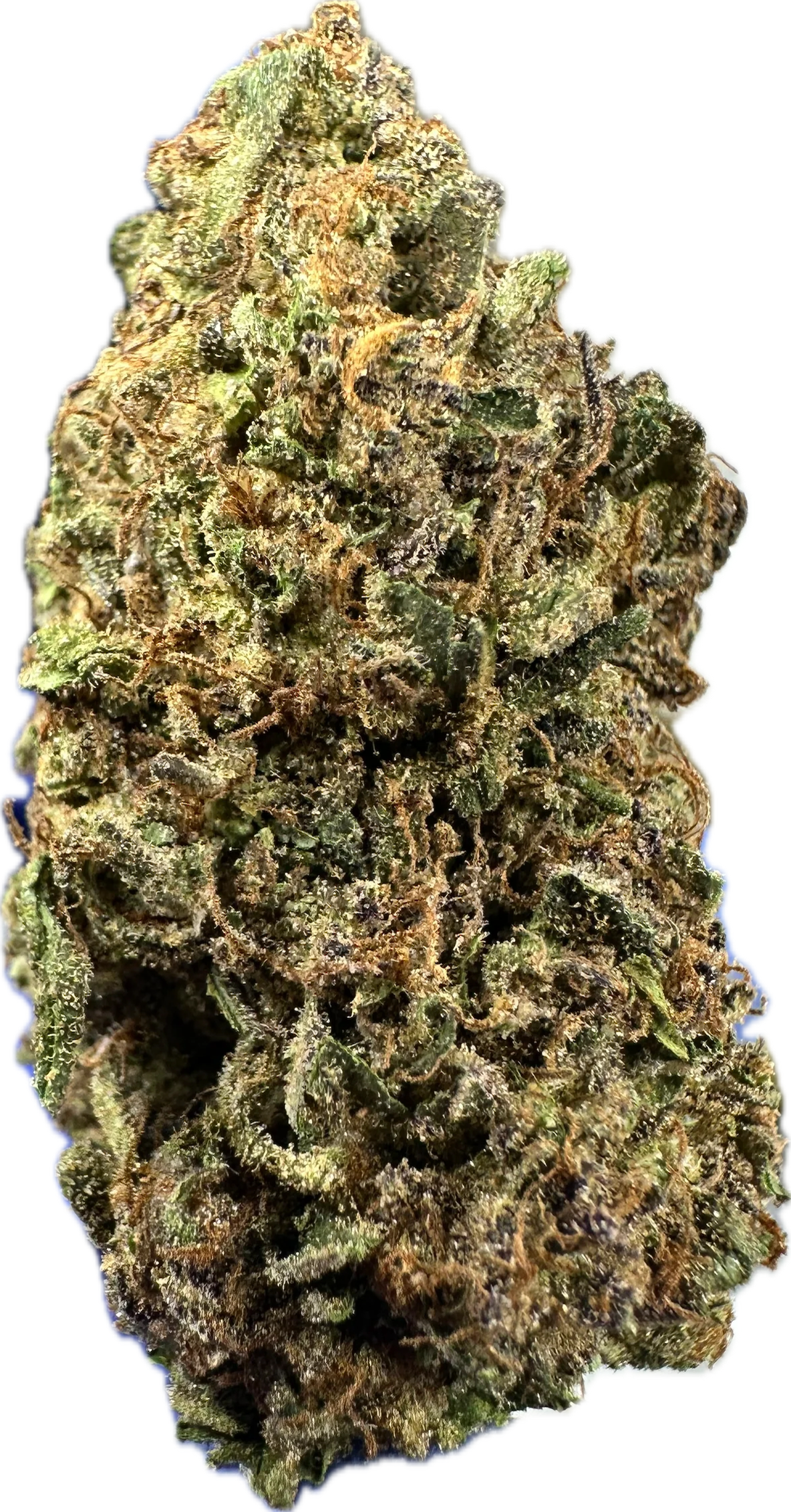 🟤 MOCHA LATTE (BUDGET TIER)