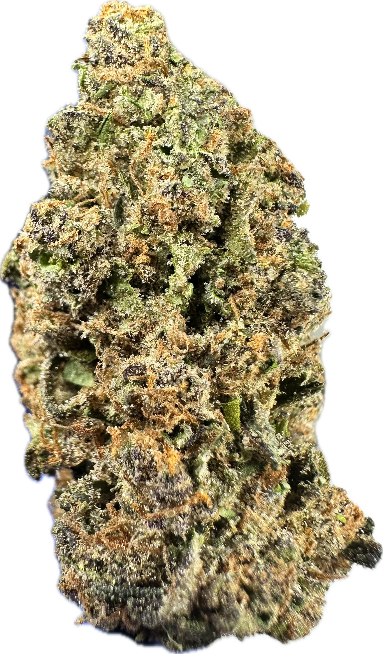 🟤 MOCHA LATTE (BUDGET TIER)